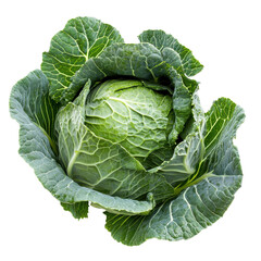 Obraz premium Closeup of fresh green cabbage isolated on a Transparent background showcasing vibrant color and texture, Closeup green cabbage isolated on PNG background