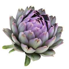 Fresh purple artichoke showcasing vibrant hues on a clean white background, Fresh purple artichoke isolated on white background