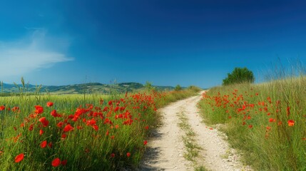Beautiful summer landscape with a blue sky, green field, and a dirt road in front of the camera