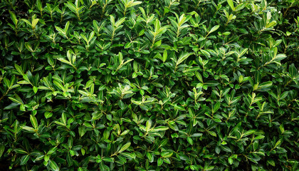 decorative green bush wall background