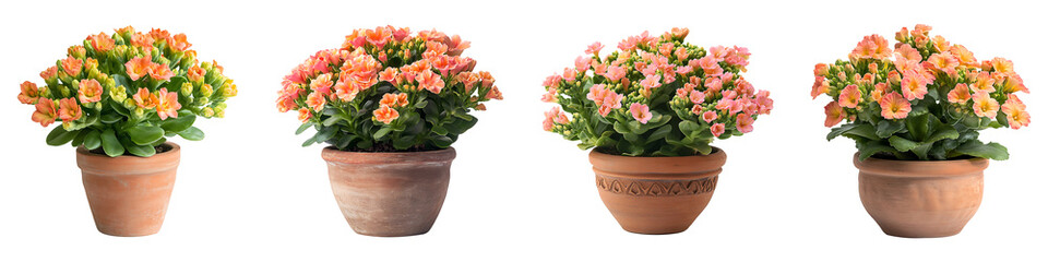 Fototapeta premium Set, group, collection of Blooming Kalanchoe in Clay Pot isolated on a transparent background.