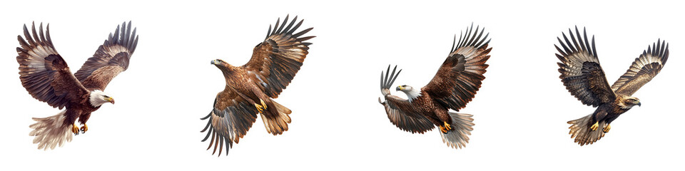 Obraz premium Set, group, collection of Bald Eagle Flying isolated on a transparent background.