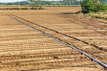 Smart irrigation: Young tomato plants receive drip irrigation in the field.