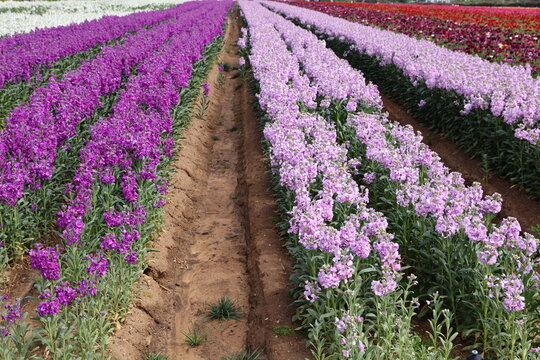purple matthiola fields 