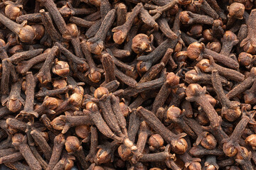 Clove spice with hard sun light isolated. Macro dry carnation spicy buds, natural Indian clove