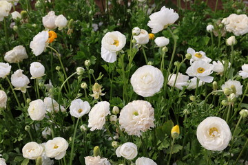 white ranunculus 