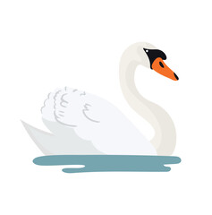Swans, water birds. Flat vector, clipart illustration isolated on white background.