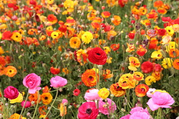 Obraz premium colorful ranunculus