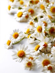 Fototapeta premium Delicate daisy flowers isolated on a clean and bright surface