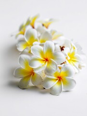 Naklejka premium Small Plumeria Blossoms Elegantly Arranged on Pure White Background