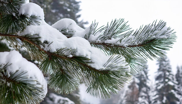 snow covered pine branch close up on transparent background