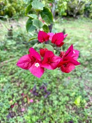 Wild Bougainvillea flowers in the forest