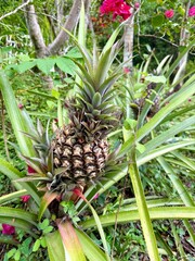 pineapple on the vine