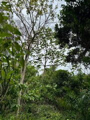 trees in the forest