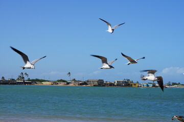 El supi, Falcon State, Venezuela