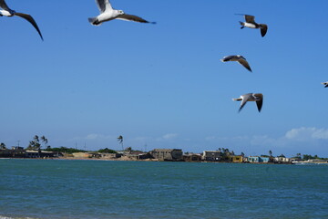 El supi, Falcon State, Venezuela