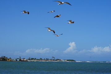El supi, Falcon State, Venezuela
