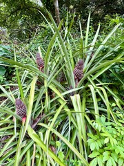 Wild pineapples growing in the forest