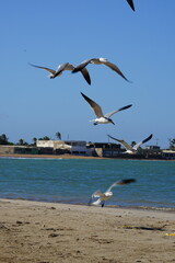 El supi, Falcon State, Venezuela