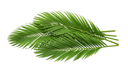 Obraz premium A close up of three vibrant green palm fronds against a stark black background in a studio setting
