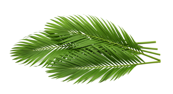 A close up of three vibrant green palm fronds against a stark black background in a studio setting