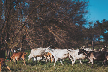 Herd of goats grazes peacefully under a clear blue sky in rural countryside with trees lining the horizon during mid-afternoon