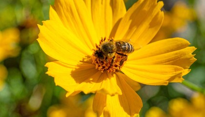 honeybee pollinating a bright yellow flower in sunlight