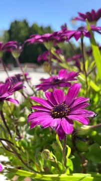 Osteospermum ecklonis flowers or Cape Marguerite,Dimorphotheca purple daisy growing in the garden of Vilaflor, Tenerife,Canary Islands,Spain,vertical video