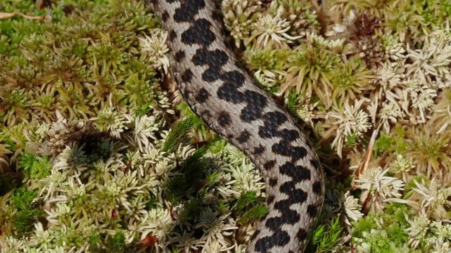 European Adder mating season in nature