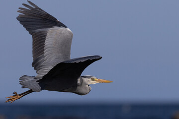 Heron in flight over sea