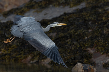 Heron in flight over rocks
