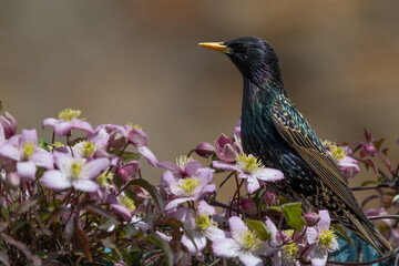 Starling perched in pink clematis flowers
