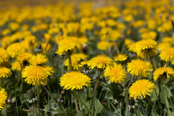 Field of Dandelions