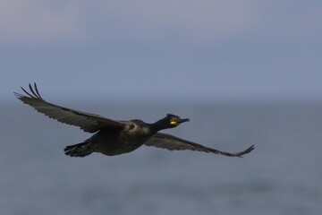 Shag in flight over sea