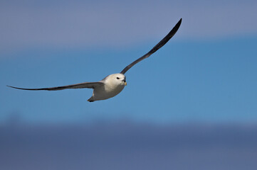 Fulmar in flight