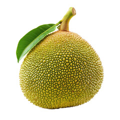Young jackfruit with a green spiky exterior and a single leaf on a Transparent background, Young jackfruit isolated on PNG background