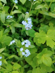 Blue flowers in the garden