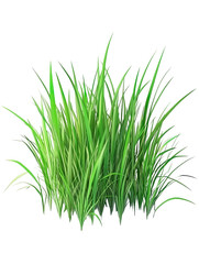 Obraz premium Vibrant green grass blades isolated on lush spring meadow texture 3d lawn on transparent background