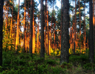 Fototapeta premium Golden Sunlight Pine Forest at Sunset
