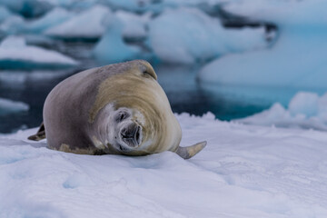 Close-up of a crabeater seal -Lobodon carcinophaga- resting on a small iceberg near the fish islands on the Antarctic peninsula © Goldilock Project