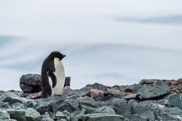Obraz premium Impression of the Adelie Penguin - Pygoscelis adeliae- colony, near the fish islands, on the Antarctic Peninsula