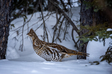 Ruffed grouse roaming the snowy forest on a beautiful winter day