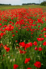 Blooming Poppy Field in the Evening Light