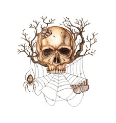Skull face with dried flowers and branches, cobweb, spider and butterflies watercolor illustration. Bones gothic style. Day Dead, Halloween, Dia de los muertos. Isolated. Symbolism of life and death.