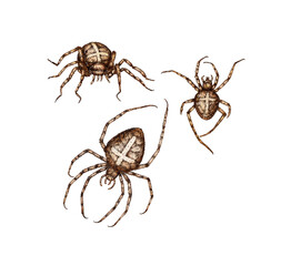 Brown spider with a cross on its back watercolor illustration. Arachnida detachment. Scary insect for Halloween, Walpurgis Night, Day of the Dead. Animal isolated from background. Set