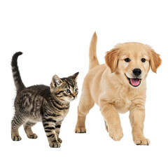 Kitten and Puppy running and playing together, friendship animals isolated on white background1 (10 x 10 cm) - 1