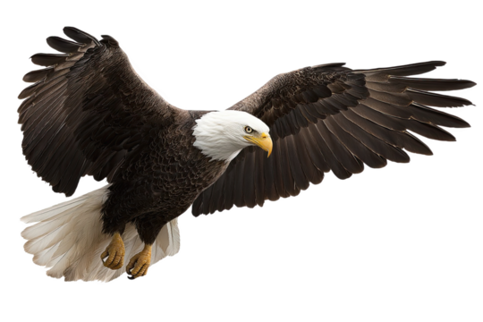 Majestic american bald eagle in flight powerful wings spread wide soaring on transparent background