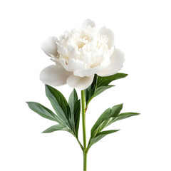 A single white peony flower with green leaves isolated on a transparent background for floral design, wedding invitations, and editorial use. © SM