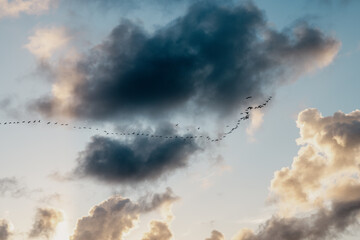 view of a group of migratory birds flying in the sky under the clouds during a sunrise