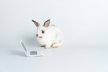 Adorable baby rabbit furry bunny looking at laptop learn something sitting over isolated white background. Little ears bunny white brown rabbit learning laptop. Easter animal education technology.